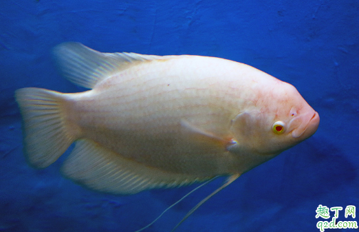 招财鱼适合混养吗 招财鱼和什么鱼混养不打架