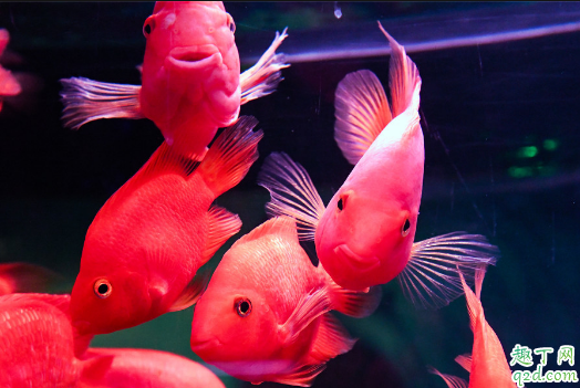 招财鱼适合混养吗 招财鱼和什么鱼混养不打架