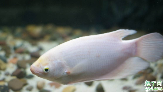 招财鱼很难养吗 饲养招财鱼需注意哪些事项