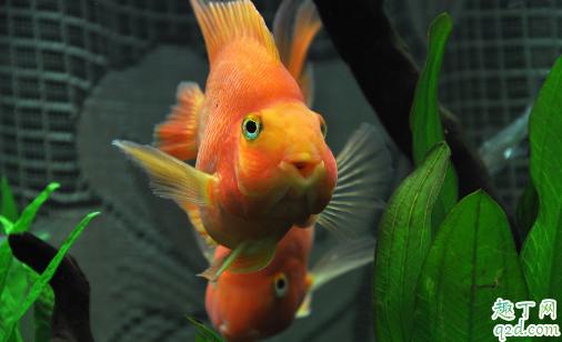鹦鹉鱼越养越白怎么回事 新手怎么养鹦鹉鱼
