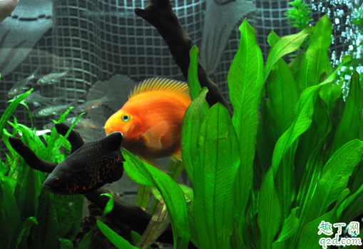 鹦鹉鱼好养活不 鹦鹉鱼怎么饲养最佳