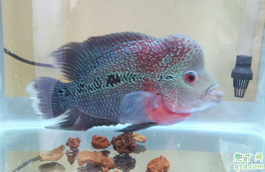 罗汉鱼为什么不起头 怎么能把罗汉鱼养出头