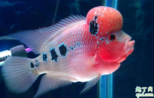 罗汉鱼容易养不? 罗汉鱼怎么养长的最大