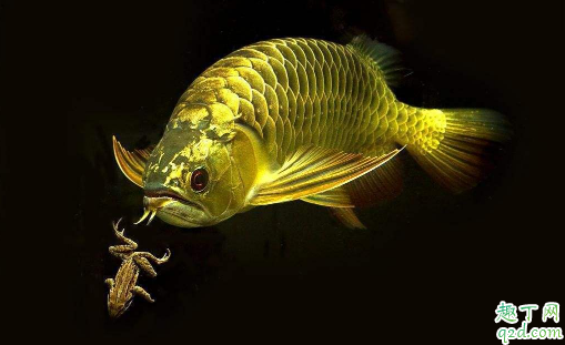 龙鱼可以和其他种类的鱼混养不 龙鱼发财鱼混养怎么喂好