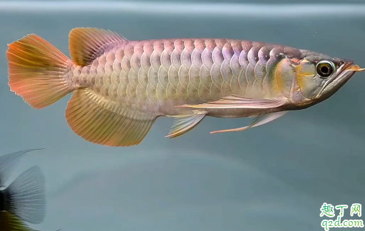 龙鱼可以和其他种类的鱼混养不 龙鱼发财鱼混养怎么喂好