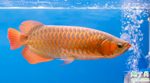 龙鱼好养活吗 龙鱼生病了该怎么救治