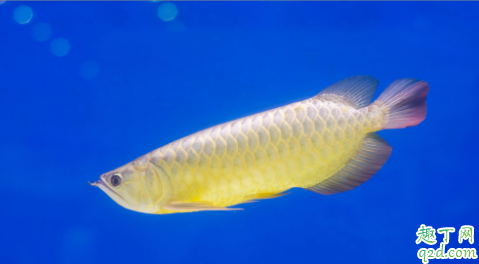 龙鱼好养活吗 龙鱼生病了该怎么救治