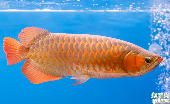 龙鱼怕光是咋回事 养龙鱼哪些事项是要注意的