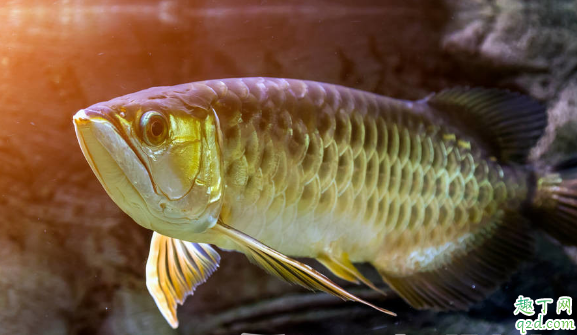 龙鱼喂小鱼长得快吗 龙鱼进食要注意什么