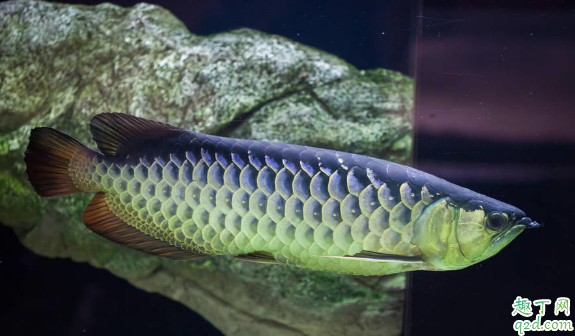 龙鱼喂小鱼长得快吗 龙鱼进食要注意什么