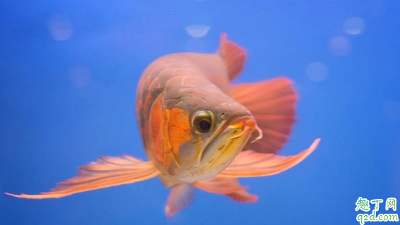 龙鱼为啥会掉眼 预防龙鱼掉眼有什么妙招