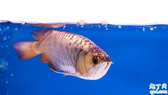 龙鱼为啥会掉眼 预防龙鱼掉眼有什么妙招