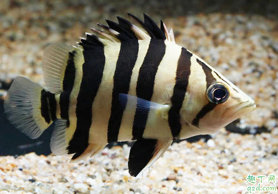 虎鱼烂尾是怎么回事 虎鱼烂尾怎么养