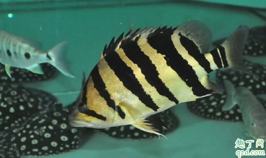 虎鱼烂尾是怎么回事 虎鱼烂尾怎么养