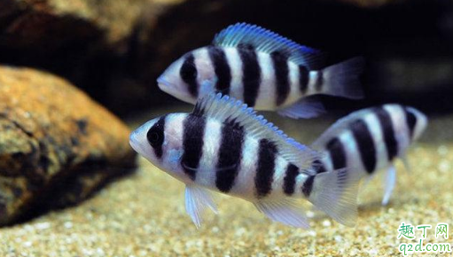 虎鱼怎么养才好 虎鱼得了病如何治疗