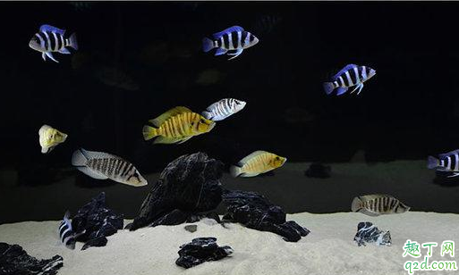 虎鱼怎么养才好 虎鱼得了病如何治疗