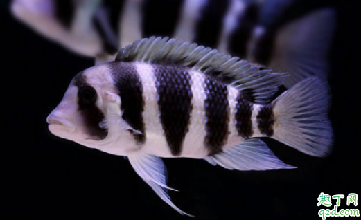 虎鱼喂虾干影响生长吗 小虎鱼吃什么最好