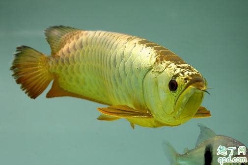 常见的龙鱼有哪些品种 龙鱼哪个品牌的好