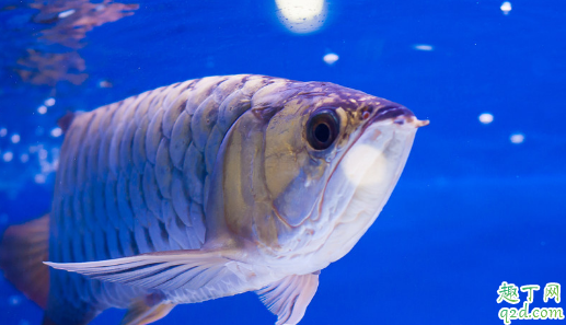 常见的龙鱼有哪些品种 龙鱼哪个品牌的好