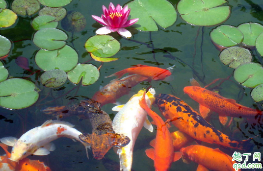 锦鲤老养不活是怎么回事 ?怎么看锦鲤健不健康