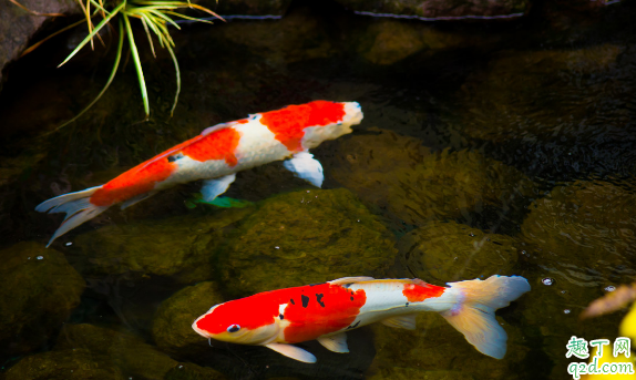 家养的锦鲤怎么喂长得快 锦鲤一般多少天喂一次