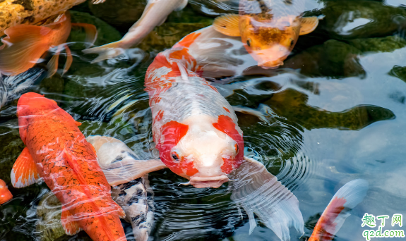 家养的锦鲤怎么喂长得快 锦鲤一般多少天喂一次