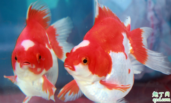 家养的锦鲤怎么喂长得快 锦鲤一般多少天喂一次