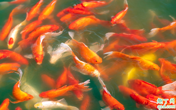 锦鲤和草金的区别在哪 如何辨别锦鲤和草金