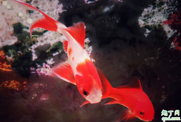 锦鲤和草金的区别在哪 如何辨别锦鲤和草金