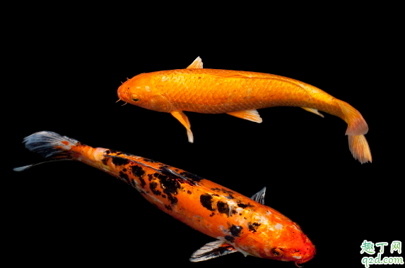 锦鲤和草金的区别在哪 如何辨别锦鲤和草金