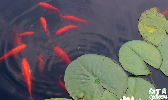 锦鲤烂嘴是怎么回事 锦鲤烂嘴怎么处理