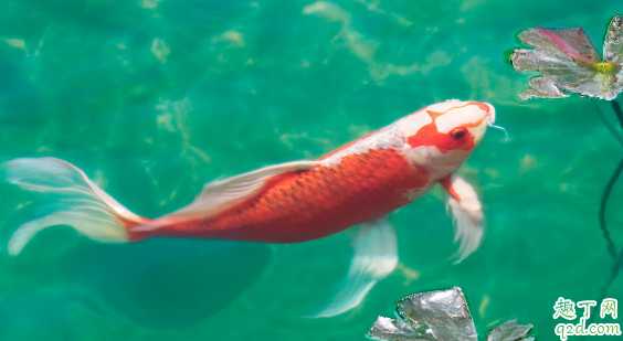 锦鲤烂嘴是怎么回事 锦鲤烂嘴怎么处理