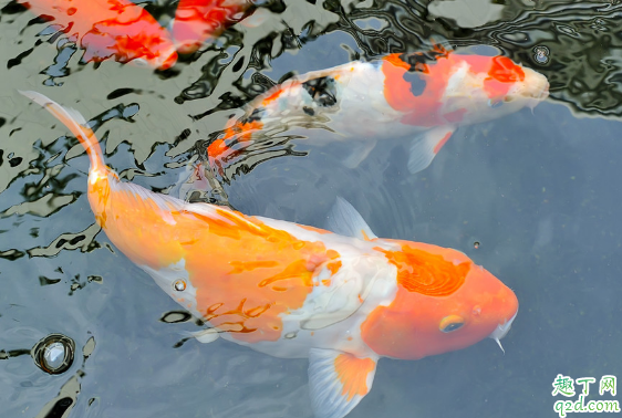 锦鲤烂嘴是怎么回事 锦鲤烂嘴怎么处理
