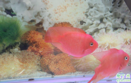 地图鱼容易养活不 地图鱼吃什么好