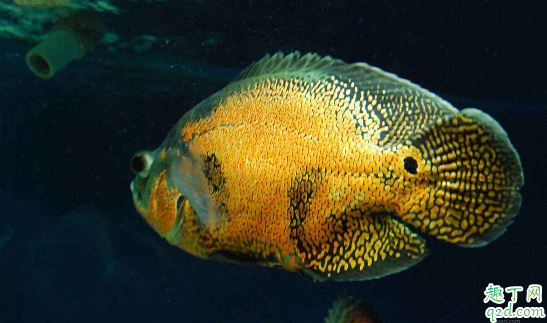 地图鱼容易养活不 地图鱼吃什么好