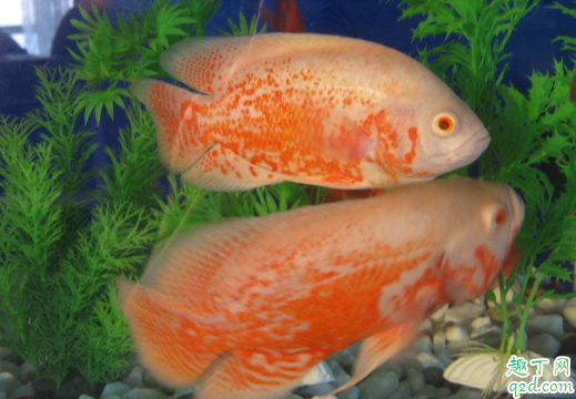 地图鱼和迷你鹦鹉能混养吗 地图鱼和鹦鹉鱼混养要注意啥