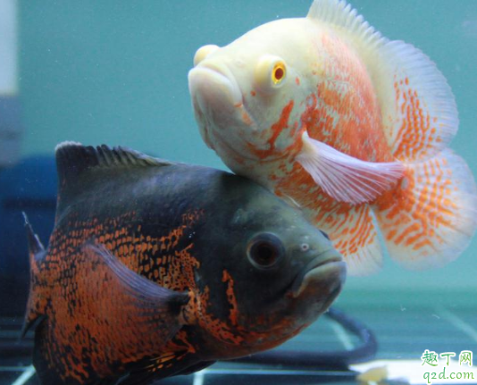 地图鱼和迷你鹦鹉能混养吗 地图鱼和鹦鹉鱼混养要注意啥