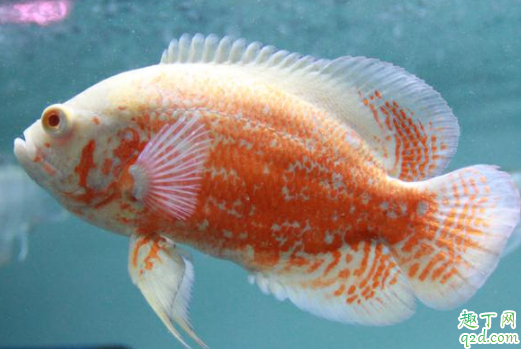 地图鱼和迷你鹦鹉能混养吗 地图鱼和鹦鹉鱼混养要注意啥