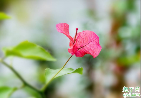 三角梅老不开花是咋回事 怎么样才能让三角梅开花