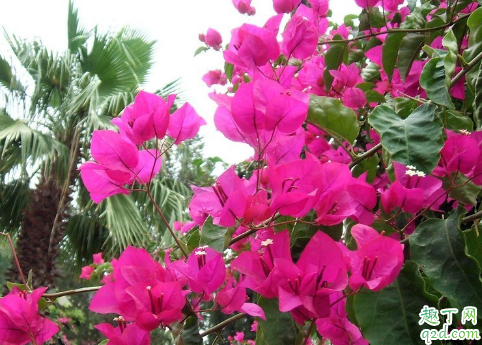 三角梅在室内养护能行不 三角梅怎么养花才能多