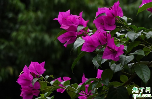 三角梅在室内养护能行不 三角梅怎么养花才能多