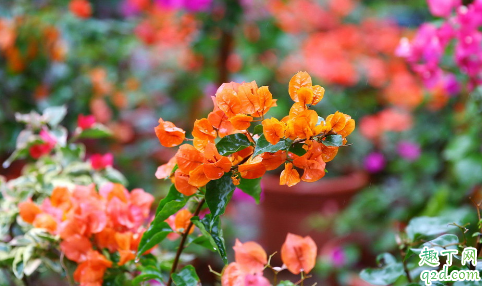 三角梅在室内养护能行不 三角梅怎么养花才能多