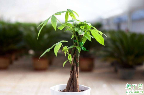 发财树不停的掉叶是咋回事 发财树经常掉叶子怎么补救