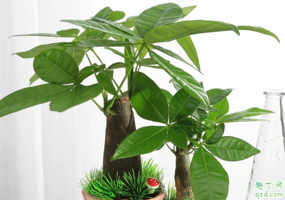 发财树烂根还有没有救 发财树烂根了需要锯断吗