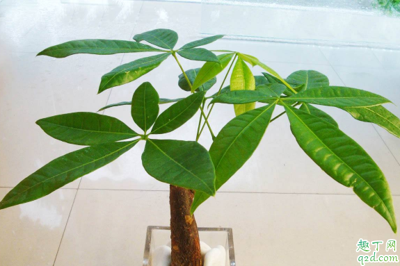 发财树烂根还有没有救 发财树烂根了需要锯断吗