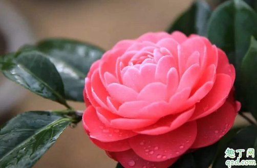 刚买的茶花能立刻换盆吗 茶花什么时候换盆合适