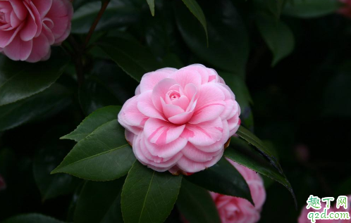 山茶花的叶子发黄是什么原因 山茶花的叶子发黄怎么补救