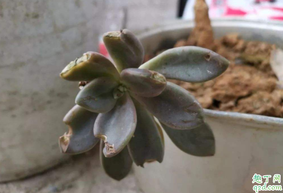 用蜂窝煤土种花可以不 蜂窝煤渣怎么做花土