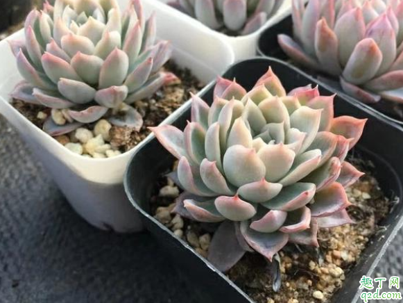 用蜂窝煤土种花可以不 蜂窝煤渣怎么做花土