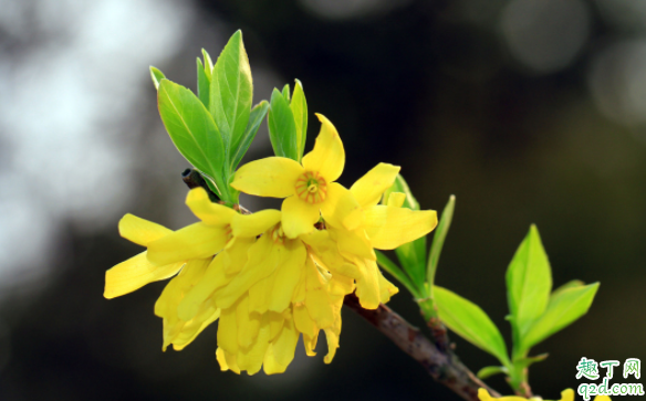 用蜂窝煤渣养迎春花会不会活 怎样给迎春花配土